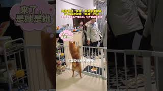 狗狗看到女孩來到家裏做客，激動地“跳舞”歡迎。主人：唯獨這個女孩來，它才會這般激動，可能是它“女神”吧~