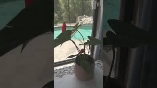 Does Easy Plant Really Work?  See My Results! #shorts #shortsvideo #easyplants #freddiekinghomedecor