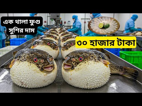 জাপানিরা কিভাবে এই বিষাক্ত মাছ চাষ করে কোটি কোটি টাকা আয় করছে? পাফার ফিস খামার