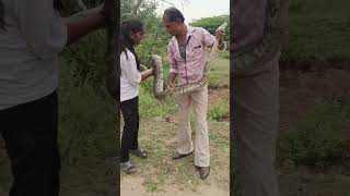 🐍😱 rock python 😱🐍 #cobra #bollywood #snakelove