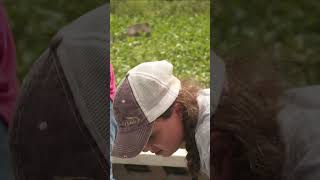 Pickle Reels in a HUGE Gator! 🐊 | Swamp People | #Shorts