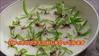 パフィオのフラスコ出しをやってみました！