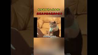 NINJA OMEGA SEC  |  你知道中间人攻击吗？利用工具窥探你的隐私和照片 #黑客 #网络安全 #渗透测试