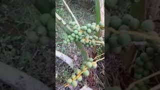 kurma berbuah dijogja