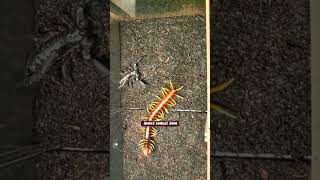 Centipede vs Scorpion | Epic Battle! | Bug Wars, Ant Fights & Predator Showdowns 🦗🔥