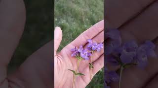 La Brunelle commune, Prunella vulgaris ?