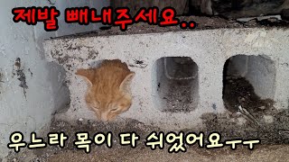 벽돌 속에 갇혀버린 아기고양이[고양이탐정]