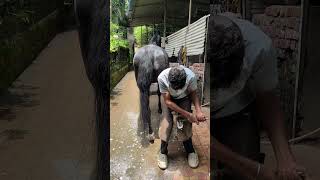 Horse trimming 🐎#farrier #horse #horsecare #horsemaintenance #horsetrack #animals #care #goodvibes
