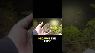 American Bullfrog: King of the Wetlands?
