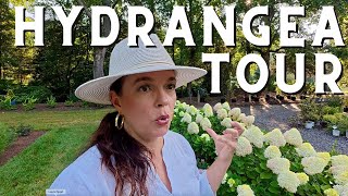 Sun-Loving Hydrangeas in Full Bloom Garden Tour