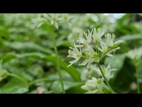 Come Walk With Us: Carpet of Wild Garlic