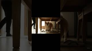 Caught in the Act: Shiba’s Guilty Secret 🐾😳當場被逮：柴犬的小祕密 🐾😳現行犯発見：柴犬のやましいヒミツ 🐾😳