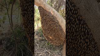 A wonderful scene of extracting honey from the beehive #beehive #honey #nature #youtubeshorts