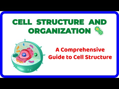 CELL STRUCTURE — A Comprehensive Guide