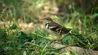 Forest Wagtail 林鶺鴒