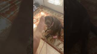 Chocolate lab puppy understands hand signals for hold already #puppytraining #puppy #trending #dog