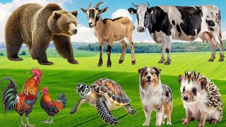 The Special Beauty of Animals - Horse, Pig, Duck, Lizard, Peacock, Otter, Elephant - Animal Sounds