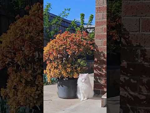 Chasing laser pointer on a sunny day #cat #cattoys #catplaytime