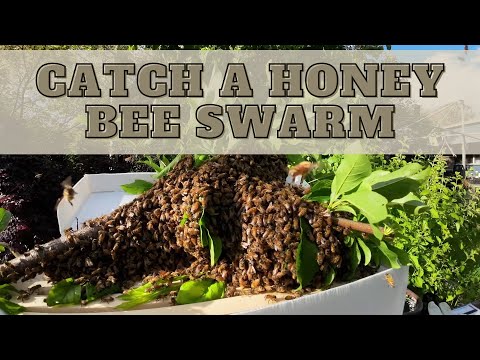 How-To: Catch A Honey Bee Swarm