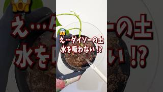 Huh...? Daiso soil doesn't absorb water!? #Daiso #100yen #KumapanGardening #Houseplants