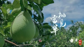 2023｜富華創新ESG文旦🌱