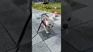 涼しい✨🐷✨ #チワワ #チワワ大好き #シニア犬 #可愛い #犬のいる幸せ