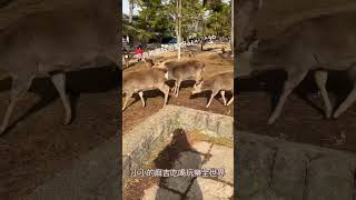 去日本的奈良看鹿 真可愛呀(*^o^*)#日本 #旅遊