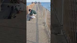 #zvejyba #shorts #uk #beach #fishing #ribalka #meskerem #žuvis #botai #jurassicworld