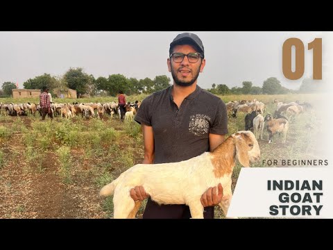 The Indian Goat Story.