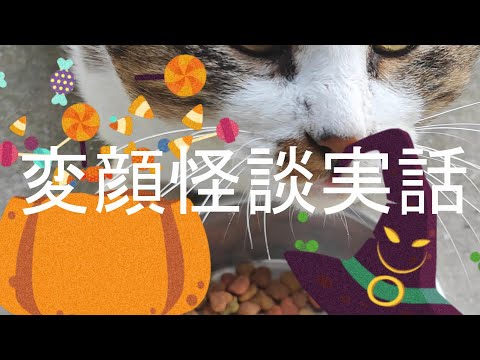 変顔怪談実話🎃短編です🌈是非ご視聴下さいThere is an English translation in the summary column below. #スピちゅーる ＃怪談実話＃猫動画