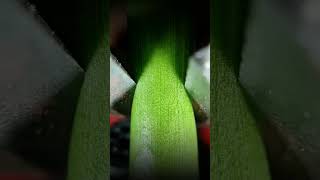 This green onion is not simple