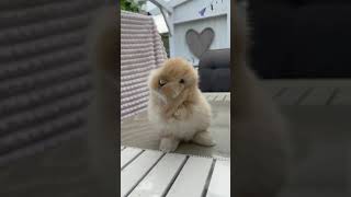 The shy rabbit #shorts