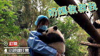 《熊貓早晚安》“績笑”童年黑歷史：卡頭記全過程大曝光 | iPanda熊貓頻道