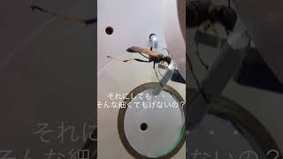 侵入者