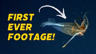 Glacial Glass Squid Caught On Cam For First Time!