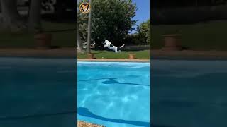 Dog Jumping On Swimming Pool | Dogs Lovers | #shorts #dog