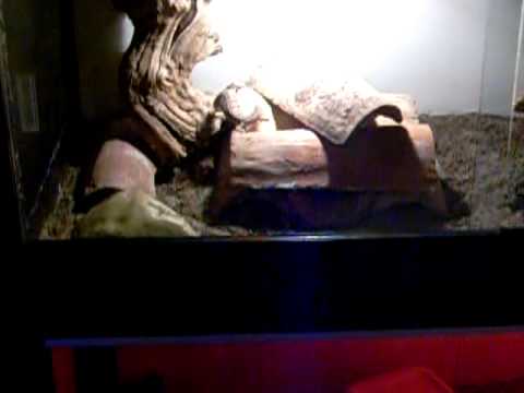 female kimberley rock monitor