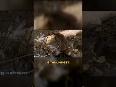 This BEAVER DAM Can Be Seen From SPACE!