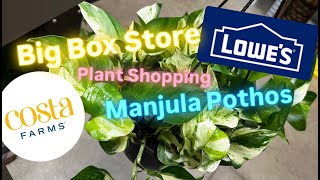 Big Box Store Plant Shopping Lowe's Restocks for Summer Houseplants Multiple Locations Costa Plants
