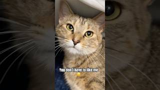 I’m a delight🥰#catshorts #cat #cute #kitten #catlovers #cutecat #pets #funnycats #ytshorts #foryou