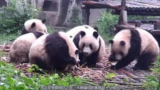 大熊猫真不愧是国宝级生物，虽然容易受到惊吓，但是十分抗摔