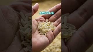 江藤農相のコメ発言波紋 #ショート #ニュース