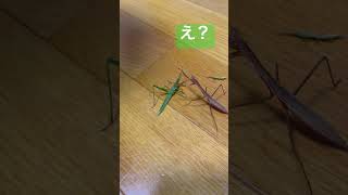 [カマキリとバッタ]目の前にバッタがじっとしてるのにwほしくて手を広げているのかと思いきや、乗り越えていった🤣#shorts#カマキリ#バッタ#昆虫#mantis