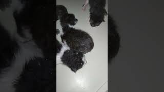 cute black cat  new born #shortsvide #asmr#travel#asmr @LooLooKids @shemaroobollywoodcomedy