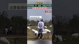 喜感十足！游客在江苏盐城丹顶鹤湿地生态旅游区内，偶遇一群“偷感”很重的丹顶鹤偷吃饲料被抓包。网友：勇敢的鹤先吃饱。