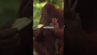 Orangutan heroic Rescue #orangutan #wildlifeheroes #naturedocumentary #babyotter #shorts #fyp #viral
