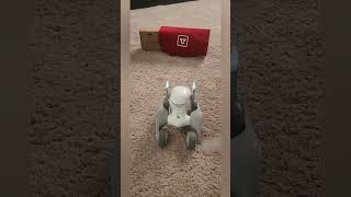 Loona robot imitating a bull #loona #loonarobot #petrobot #airobot #petbot