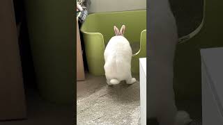 Rabbit & Cat Friendship #rabbit #bunny #pets #animals #petvideos #petcare #fyp #shorts