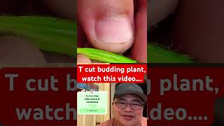 Learned this T cut budding plant #plants #buddingtips #gardening #plantgoals #autoplant