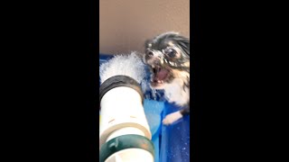 【激おこ】シャワーにキレるチワワ　＃shorts　【それいけ！うずらちゃん】　Chihuahua getting angry in the shower